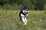 ALASKAN MALAMUTE 357